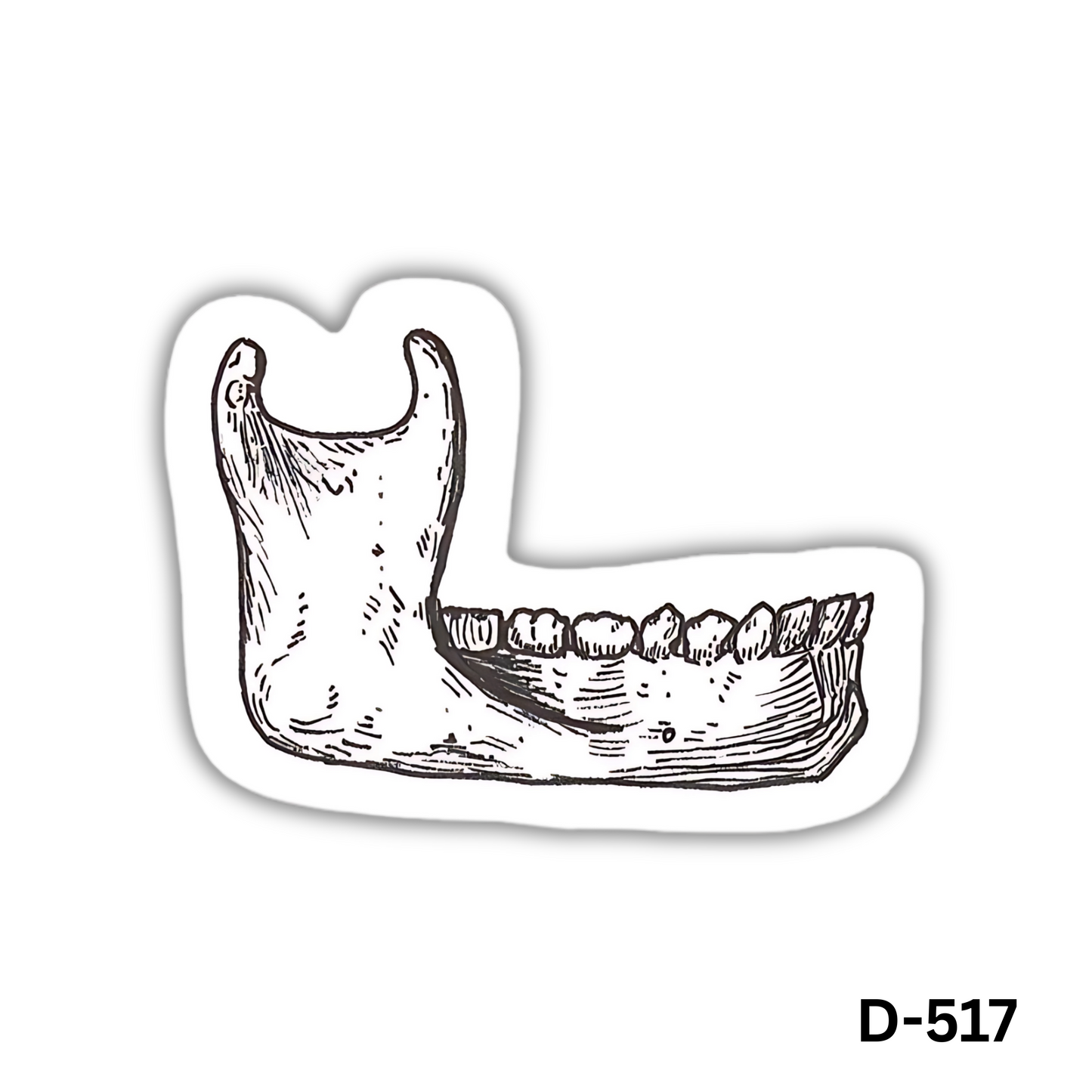 Mandible(D-517)