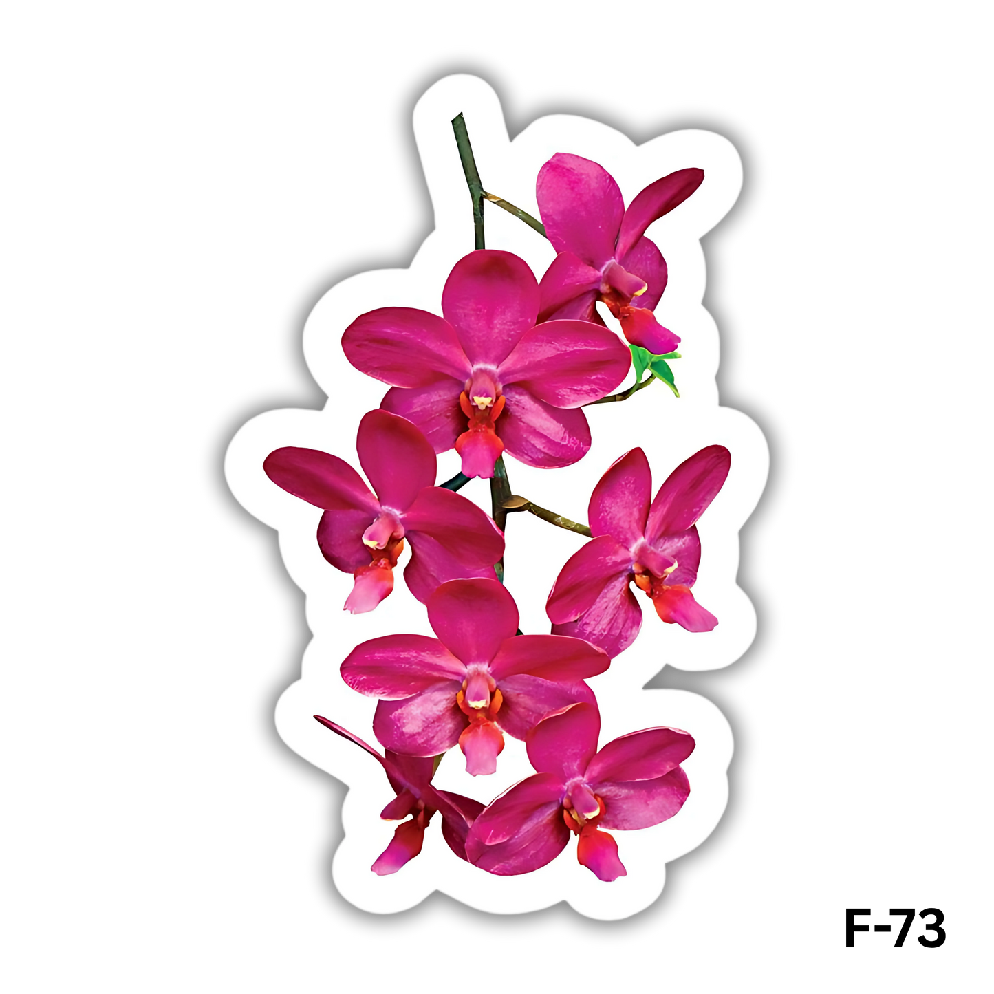Phalaenopsis orchid(F-73)