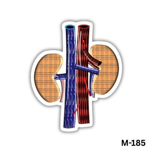 Kidneys(M-185)