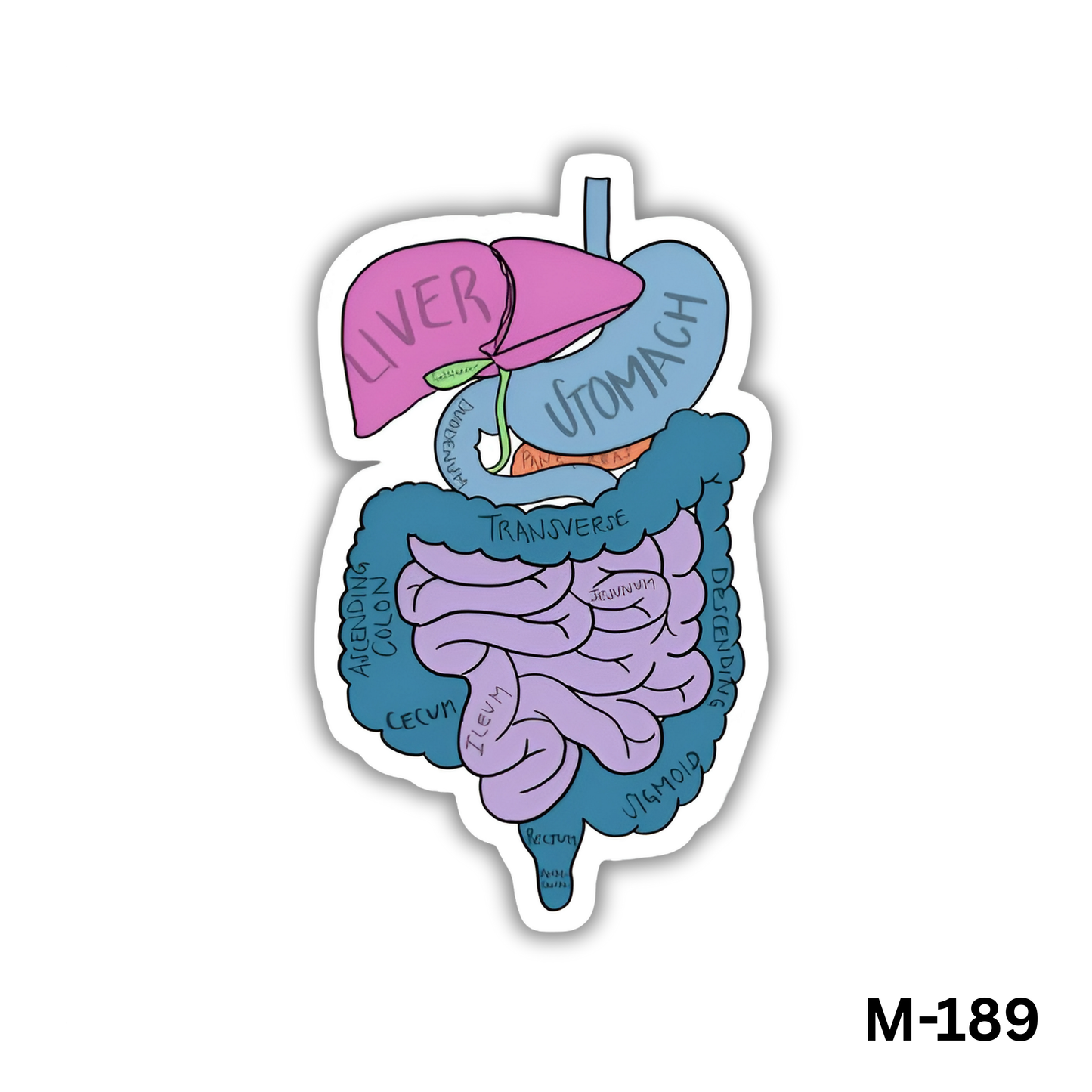 Abdomen Anatomy(M-189)