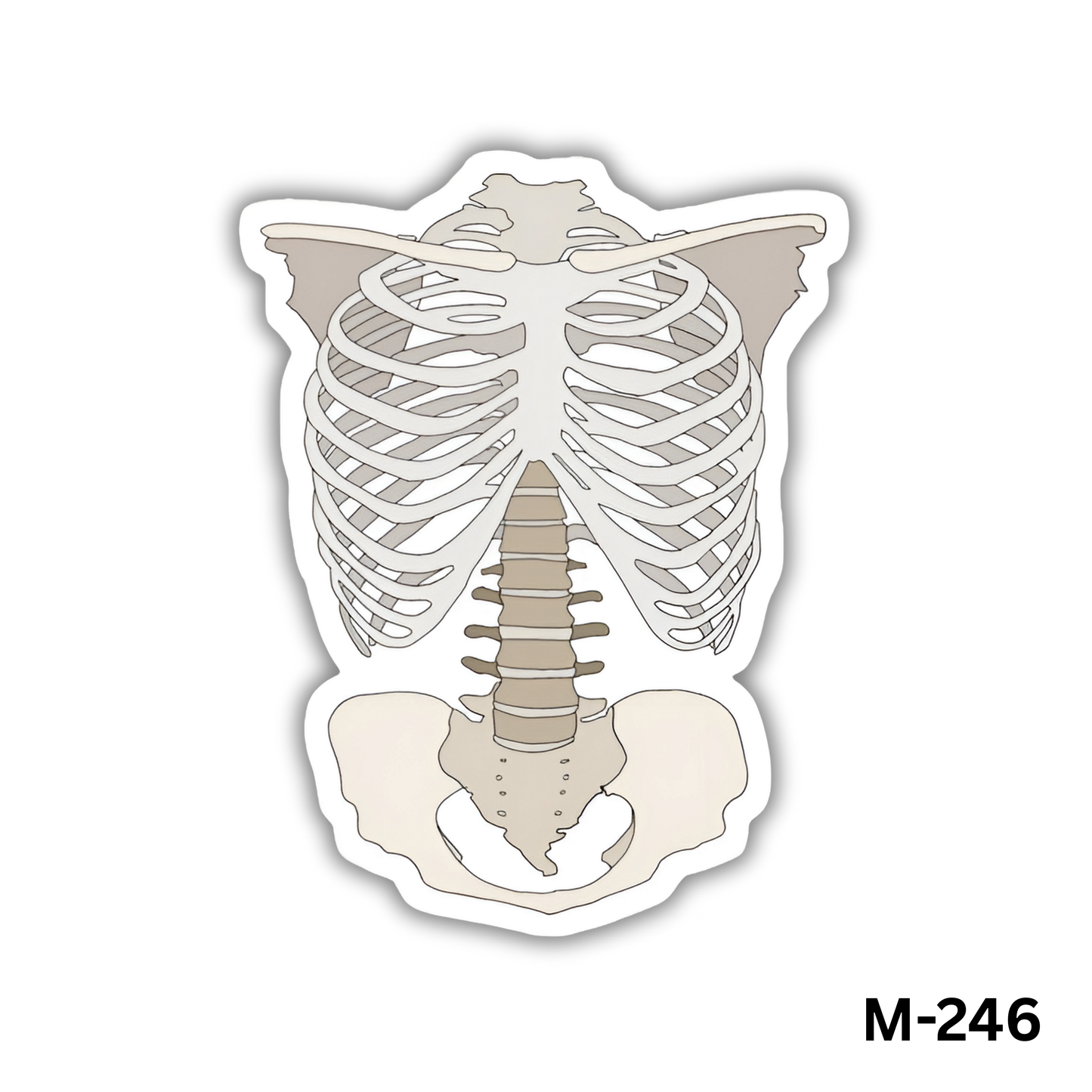 Skeleton(M-246)