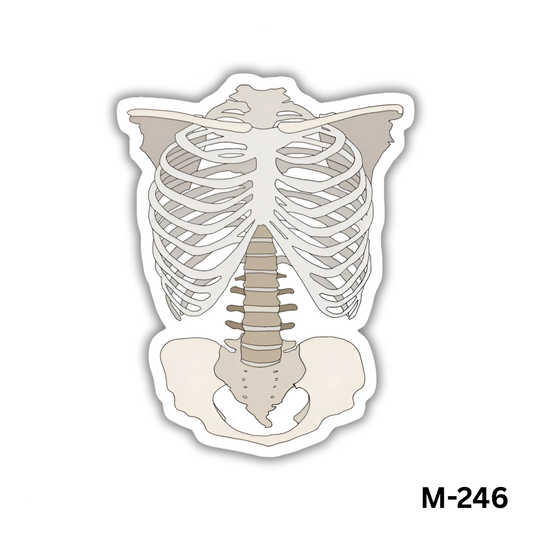 Skeleton(M-246)